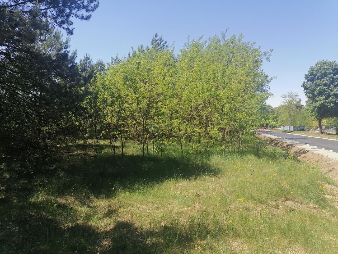 Działka rolno-budowlana Rzechta. Zdjęcie 1