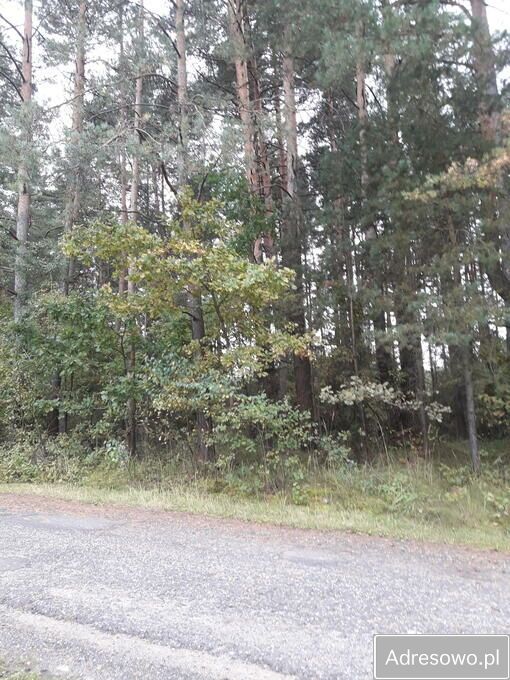 Działka leśna Ogrodzieniec. Zdjęcie 2