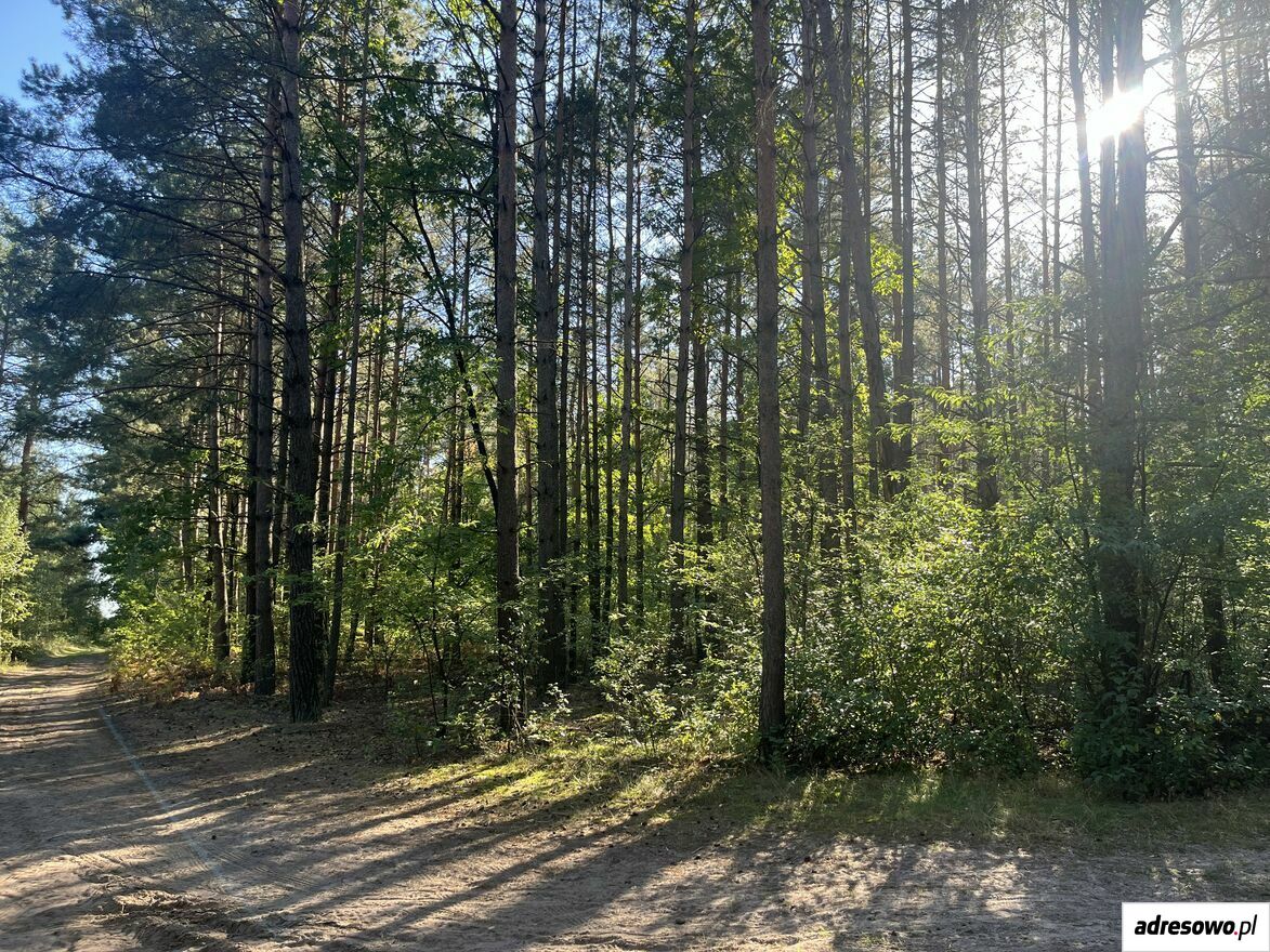 Działka leśna Uhowo. Zdjęcie 5