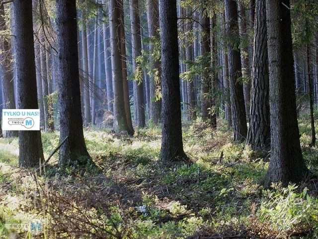 Działka leśna Chmielnik. Zdjęcie 1