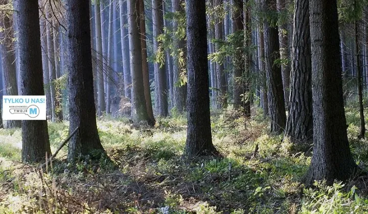 Działka leśna Chmielnik