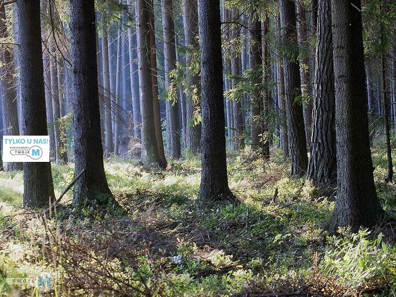 Działka leśna Chmielnik. Zdjęcie 1