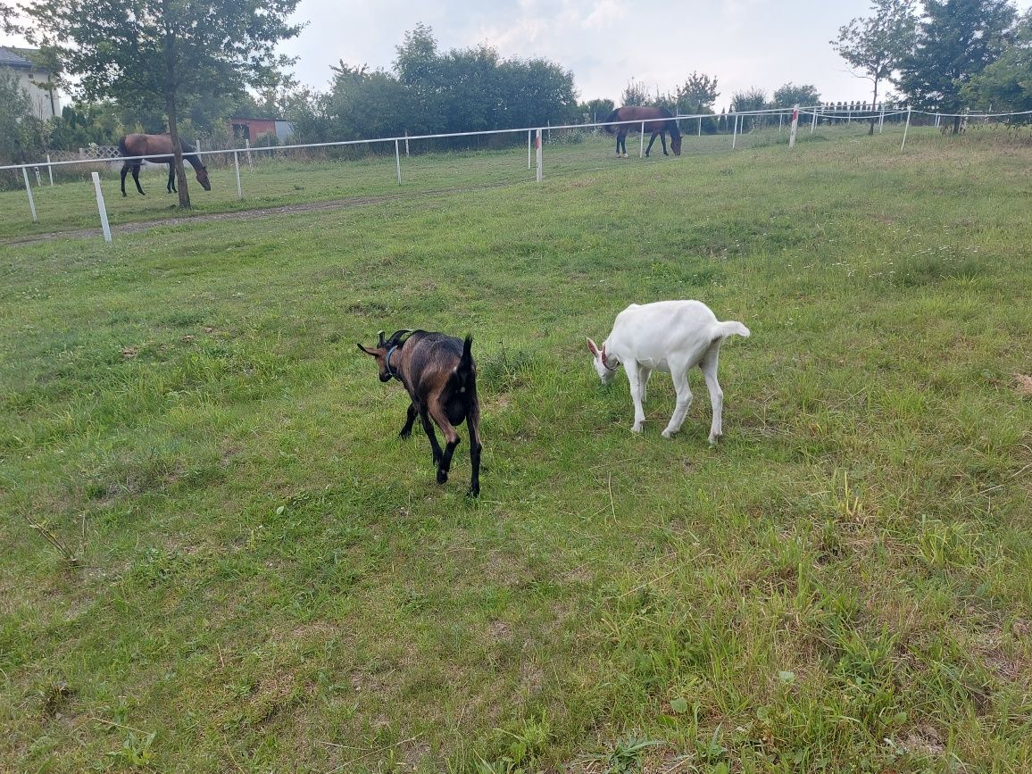 Działka budowlana Kłobukowice. Zdjęcie 7