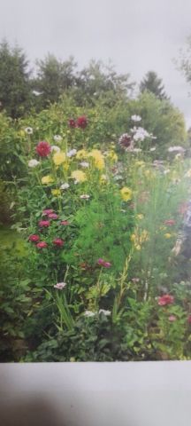 Działka rekreacyjna Biała Góra. Zdjęcie 1