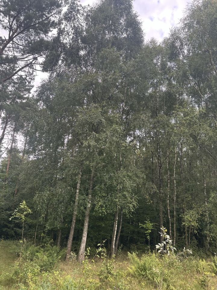 Działka rolna Bierzwnica. Zdjęcie 4