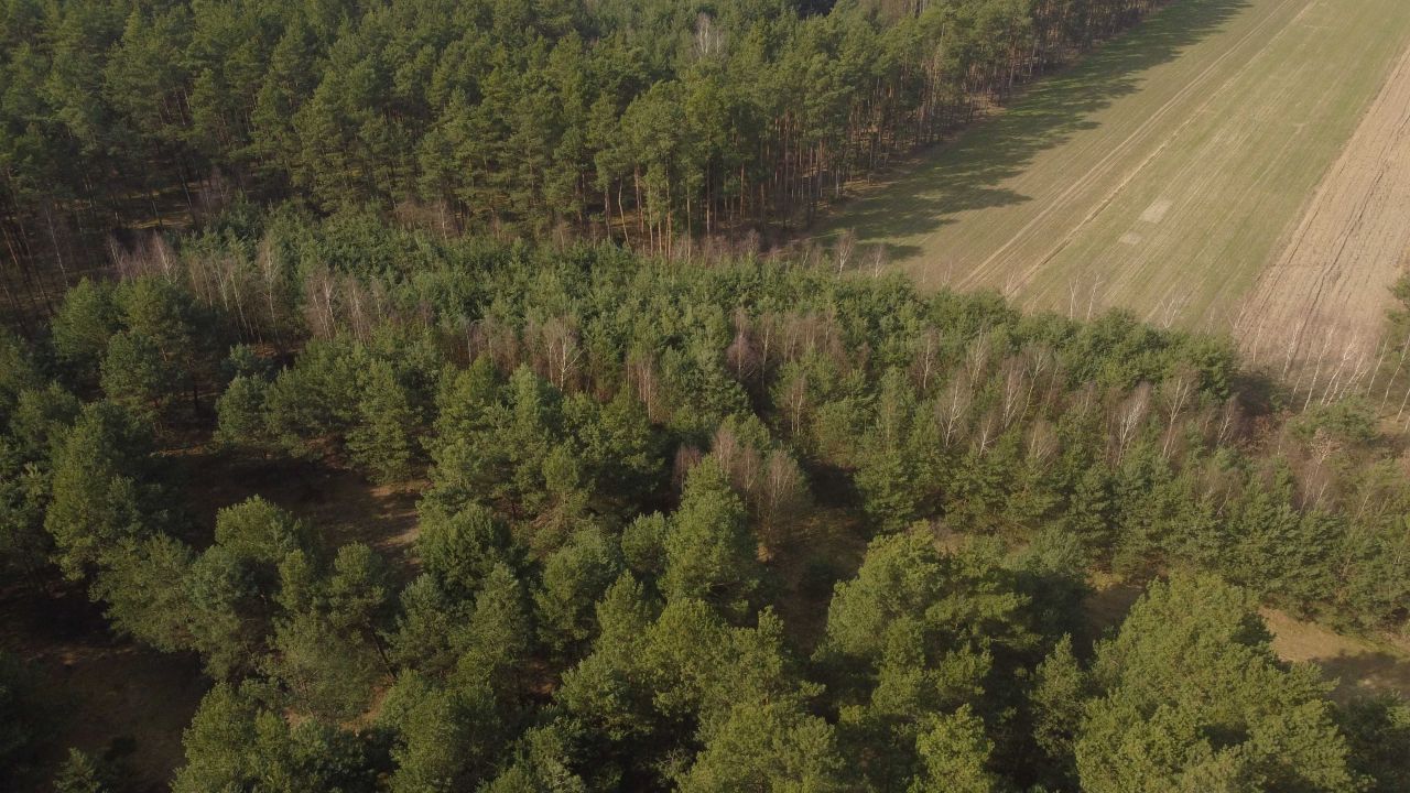 Działka leśna Łochyńsko