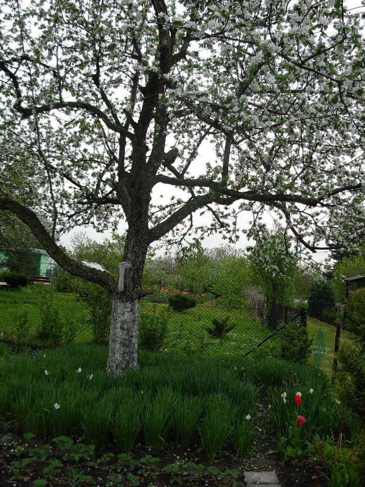 Działka rod Gliwice Stare Gliwice, ul. gen. Leopolda Okulickiego. Zdjęcie 5