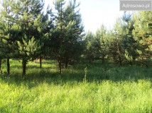 Działka siedliskowa Kołodno. Zdjęcie 4