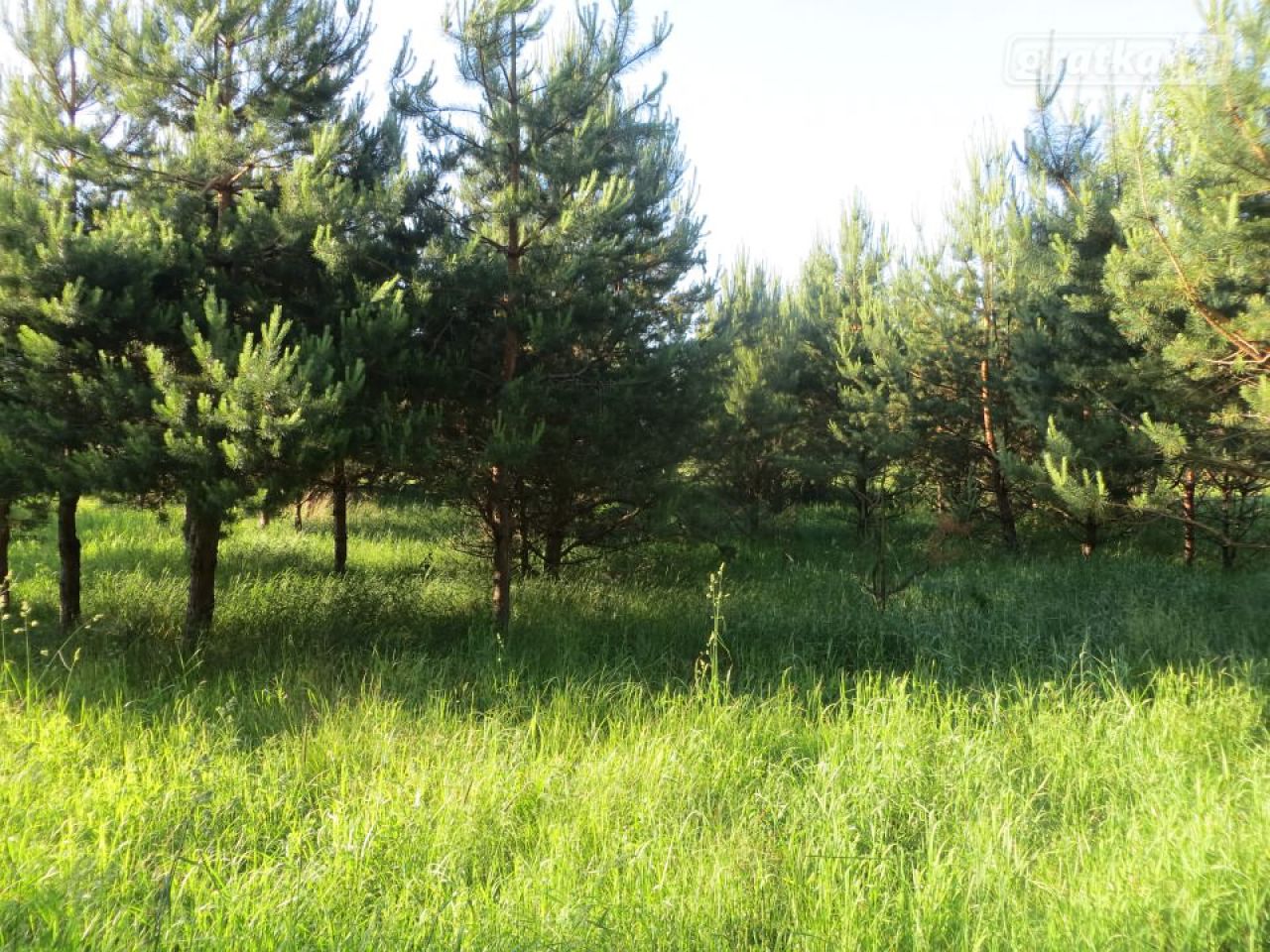 Działka siedliskowa Kołodno. Zdjęcie 5