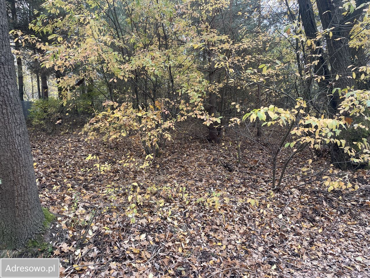 Działka budowlana Prace Duże, ul. Tarczyńska. Zdjęcie 7