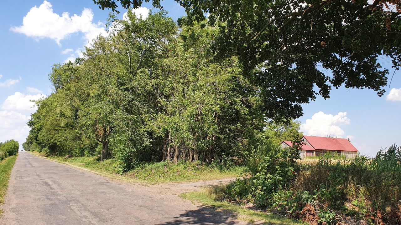 siedlisko Bogucice. Zdjęcie 11