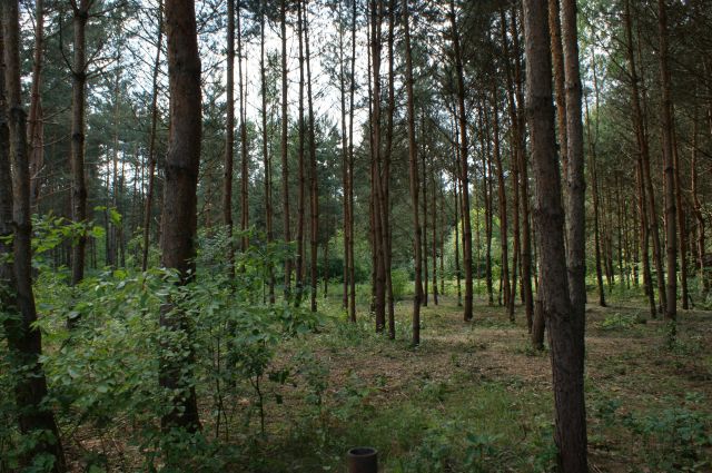 Działka rekreacyjna Czerwona Wola Myszkówka. Zdjęcie 1