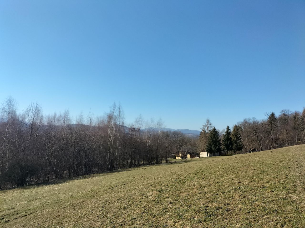 Działka leśna Brzezowa. Zdjęcie 17