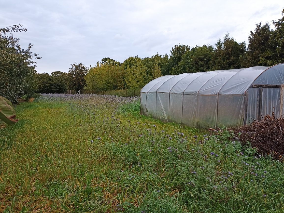 dom wolnostojący Czerwińsk nad Wisłą. Zdjęcie 7