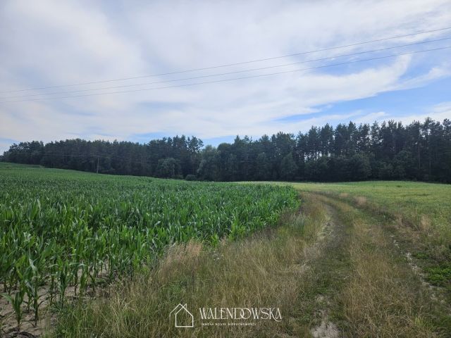 Działka leśna Pasieka. Zdjęcie 2