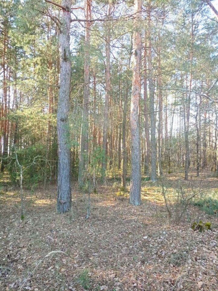 Działka rolna Lisowice-Kolonia. Zdjęcie 6