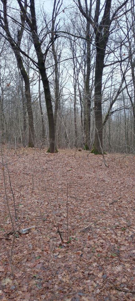 Działka leśna Osobnica Wysłanka, Osobnica. Zdjęcie 13