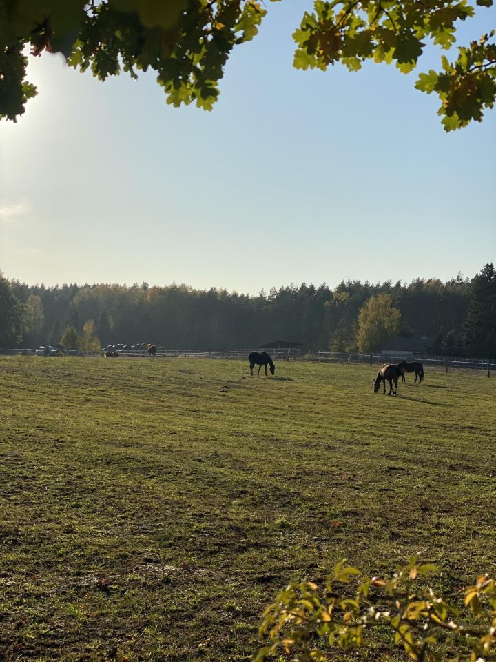 Działka budowlana Zalesie Borowe. Zdjęcie 11