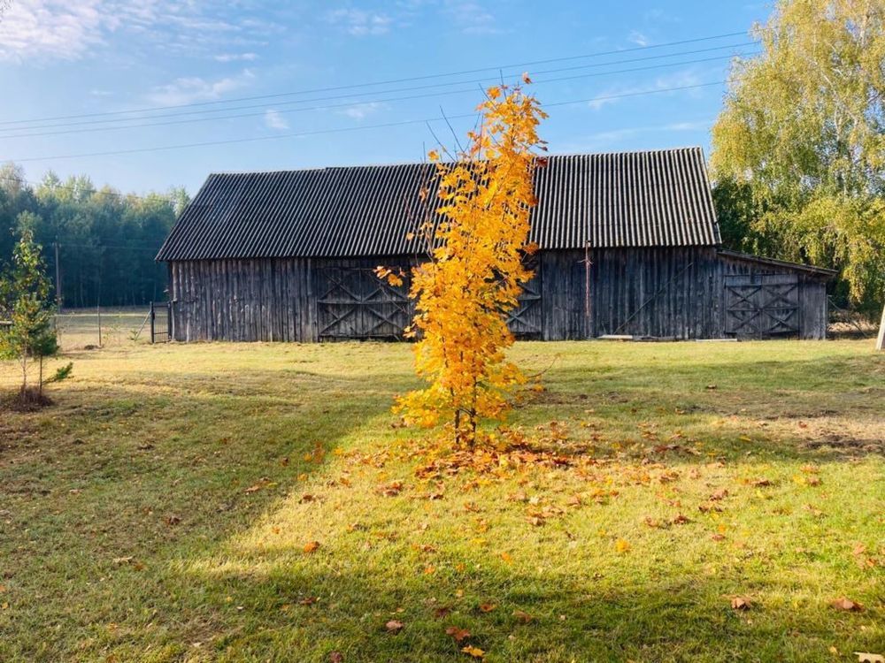 Działka rolno-budowlana Rząśnik-Majdan. Zdjęcie 3