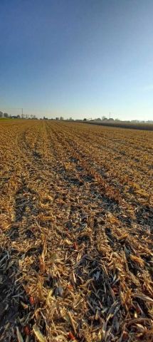 Działka rolna Zarębowo. Zdjęcie 1