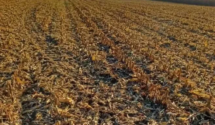 Działka rolna Zarębowo