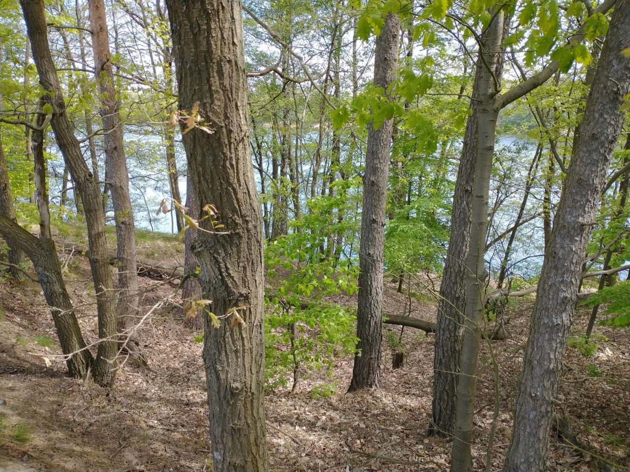 Działka rekreacyjna Jeleń. Zdjęcie 2