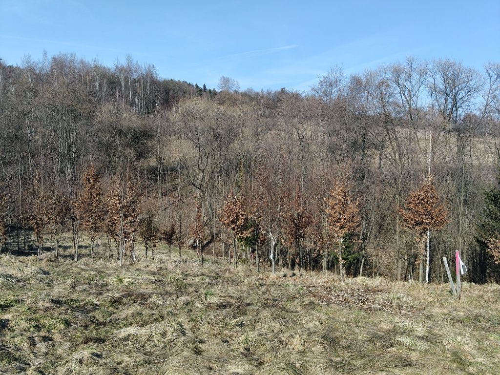 Działka budowlana Bieńkówka. Zdjęcie 2