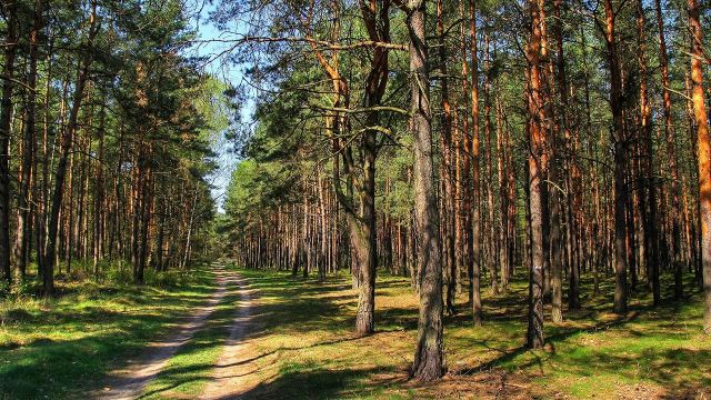 Działka leśna Nowy Antonin Rzym. Zdjęcie 1