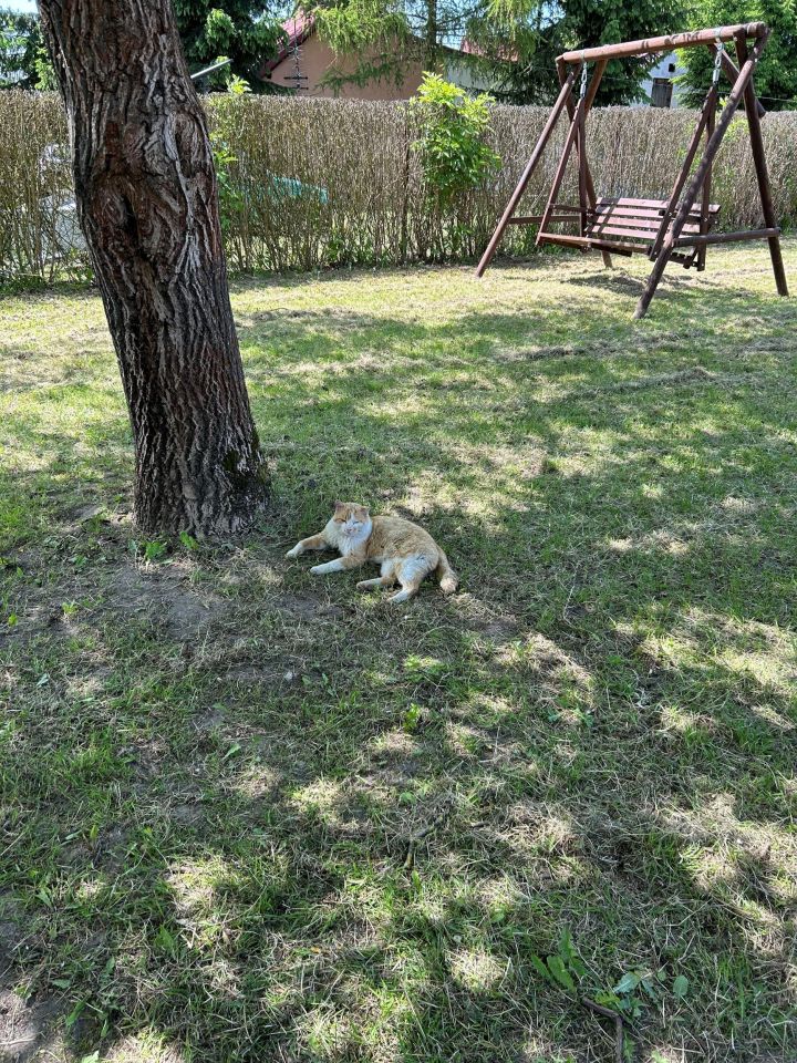 Działka budowlana Wólka Smoszewska. Zdjęcie 5