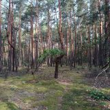 Działka leśna Kostrzyn. Zdjęcie 1