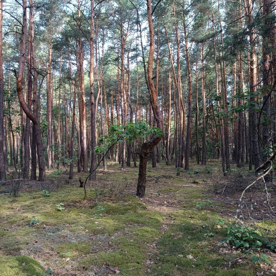 Działka leśna Kostrzyn. Zdjęcie 2