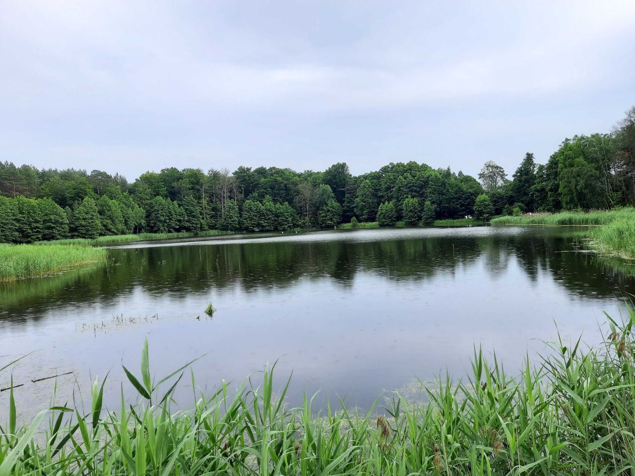 Działka rolna Lipy. Zdjęcie 8