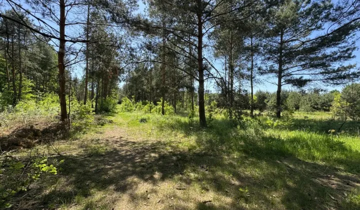 Działka budowlana Cerekiew, ul. Leśna