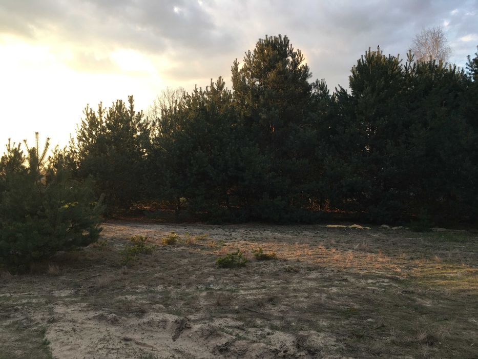 Działka budowlana Stok Lacki-Folwark, ul. Sosnowa. Zdjęcie 6