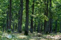 Działka leśna Chmielnik. Zdjęcie 4