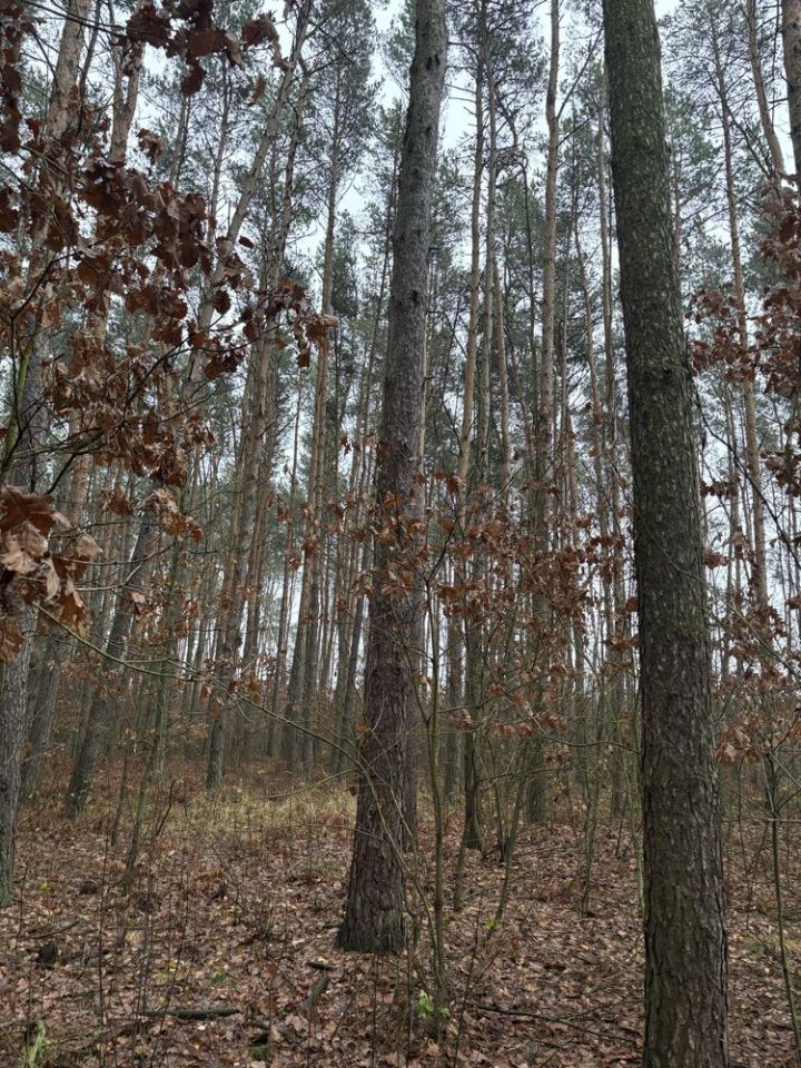 Działka leśna Soćki. Zdjęcie 4