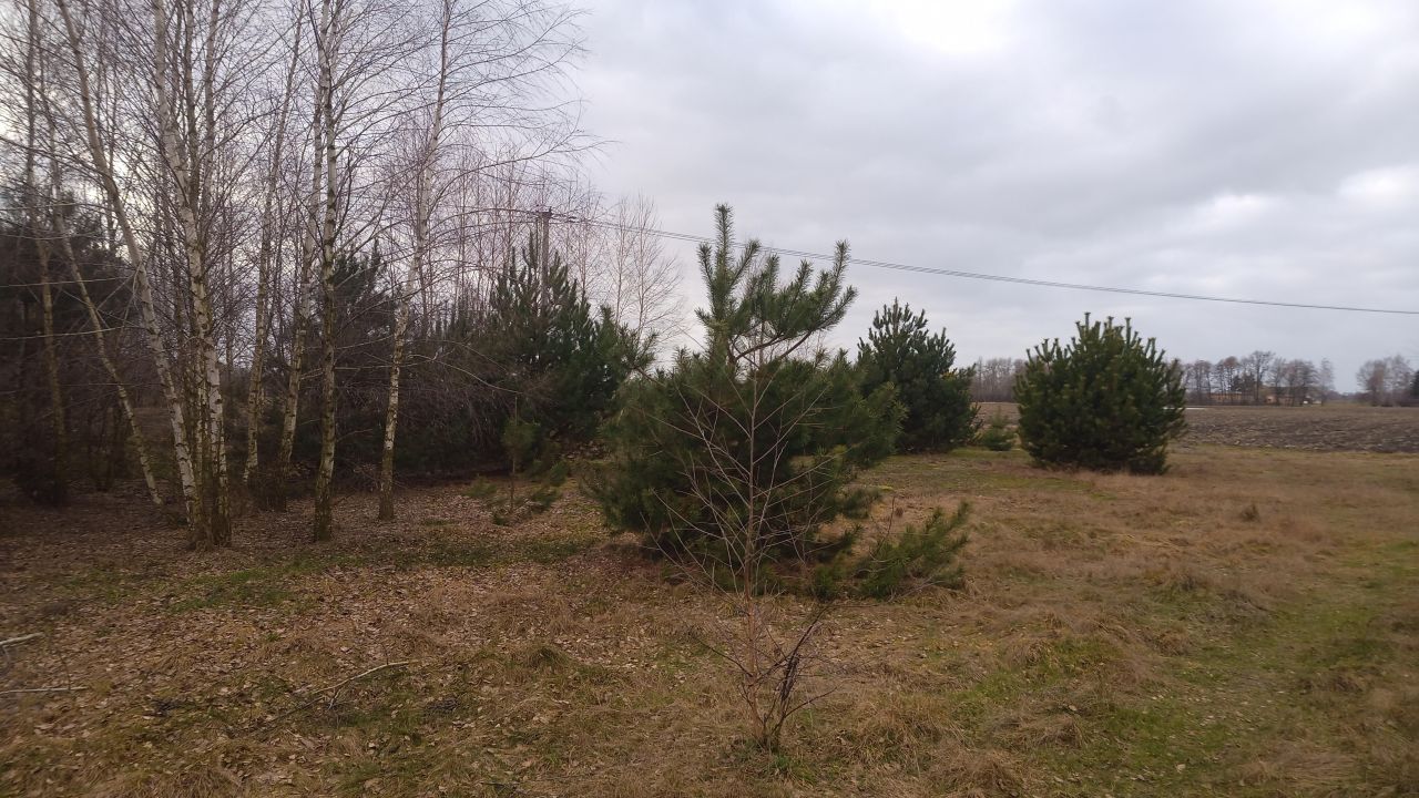 Działka rolno-budowlana Borówek. Zdjęcie 17