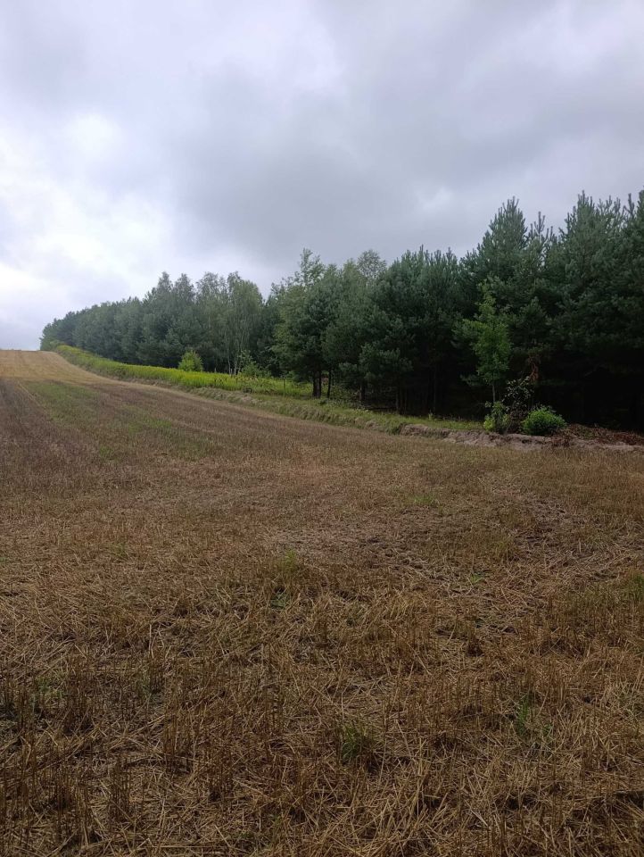 Działka leśna Ciotusza Nowa. Zdjęcie 2