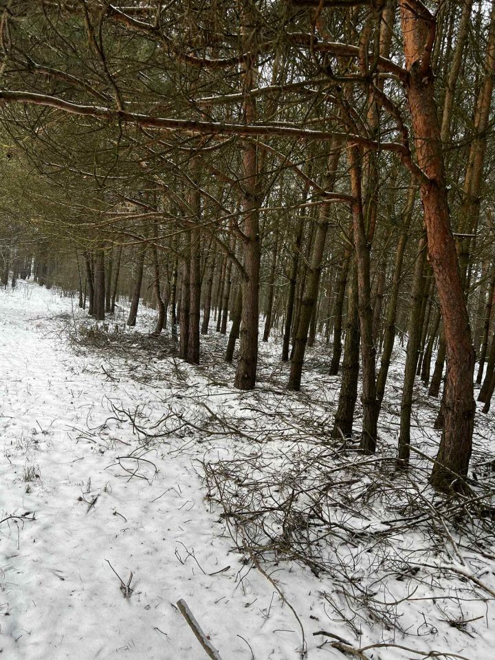 Działka budowlana Modrzew. Zdjęcie 6