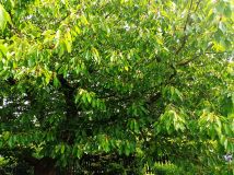 Działka rod Słupsk, ul. Stefana Banacha. Zdjęcie 4