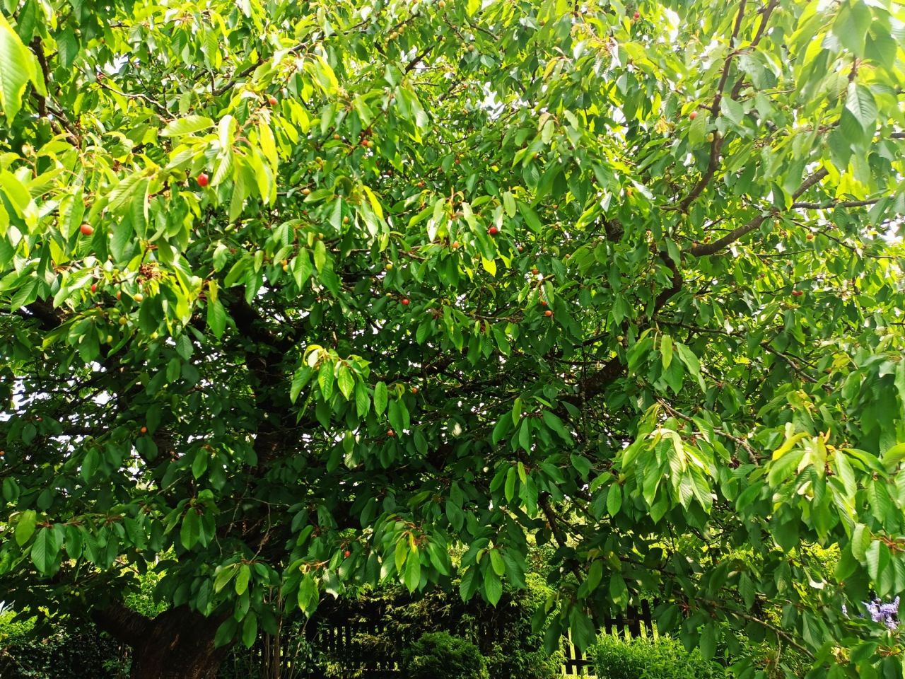 Działka rod Słupsk, ul. Stefana Banacha. Zdjęcie 5