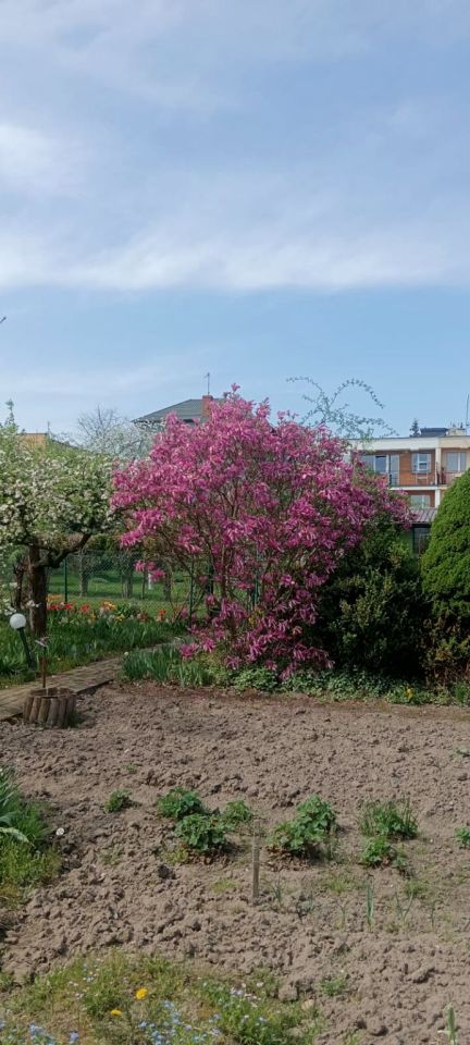 Działka rod Iława, ul. Władysława Reymonta. Zdjęcie 2