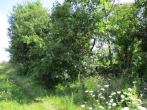 Działka rolna Wierzchowiska Pierwsze. Zdjęcie 4