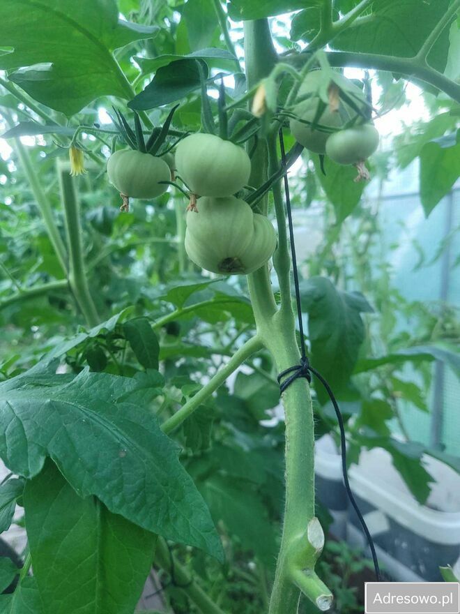 Działka rod Poznań, ul. Wrzesińska. Zdjęcie 3