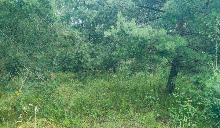 Działka rekreacyjna Trelkowo