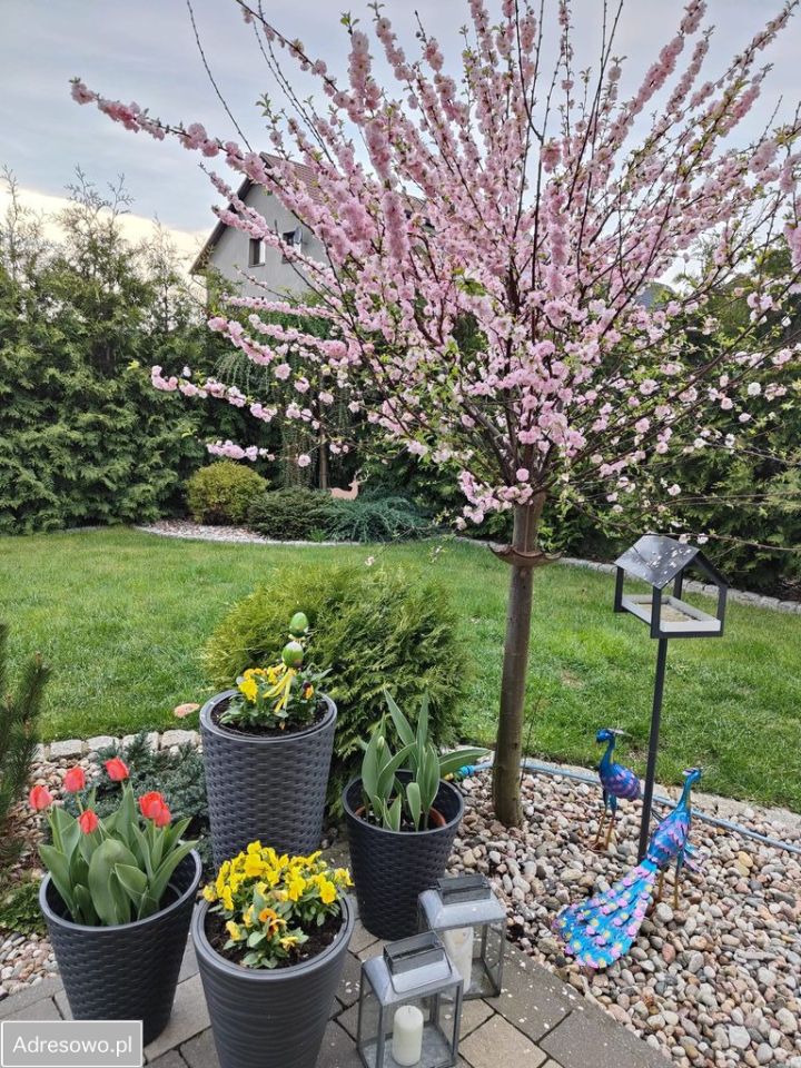 bliźniak, 4 pokoje Bolszewo, ul. Kręta. Zdjęcie 4