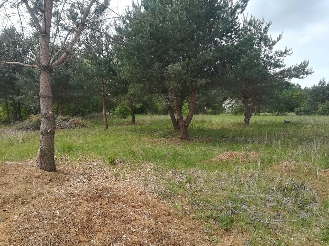 Działka budowlana Pawłowice. Zdjęcie 2