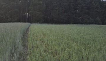 Działka rolno-budowlana Borówno