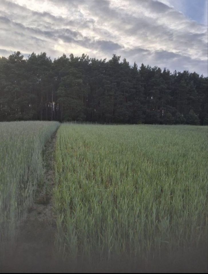 Działka rolno-budowlana Borówno. Zdjęcie 2