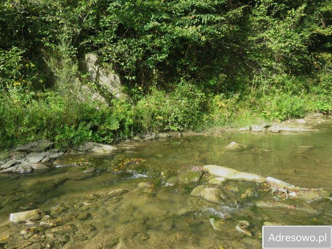 Działka leśna Polana. Zdjęcie 5